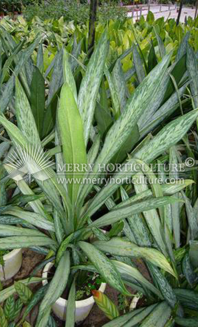 Dieffenbachia spp